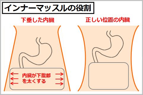 体幹のインナーマッスルが内臓を正しい位置にキープ