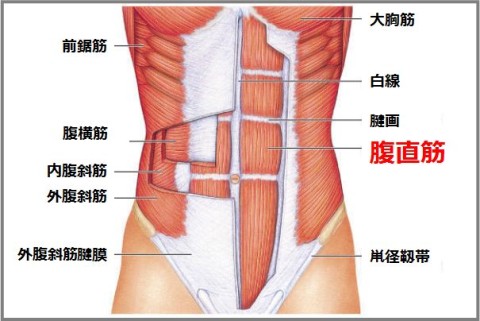 クランチで鍛える腹直筋