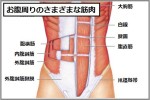 はじめから割れているお腹の筋肉
