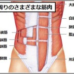 ドローイン効果で鍛えられる腹部の筋肉