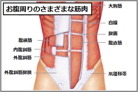 ドローイン効果で鍛えられる筋肉は多岐にわたる