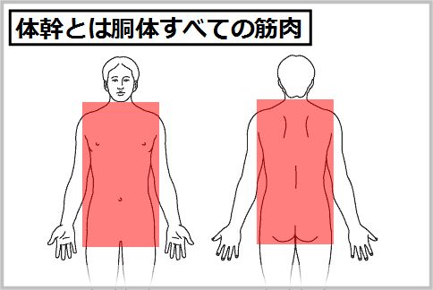 体幹とは胴体すべての筋肉