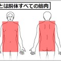 体幹を鍛えるときはどの筋肉を筋トレするもの？