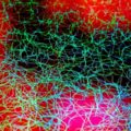 塩分取りすぎを脳科学的に改善する方法とは？