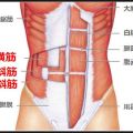 「腹横筋と腹斜筋」が腹筋のインナーマッスル