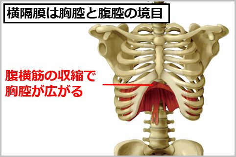 腹式呼吸の効果は横隔膜による自律神経の活性化