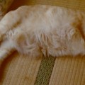 筋膜と筋肉の間に入り込んだ脂肪がセルライト