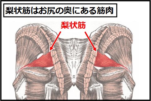梨状筋はお尻の奥にある筋肉