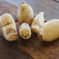 花粉症に効く食べ物「れんこん」1日輪切り3枚
