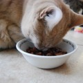 筋トレ後に食事する気がしない理由