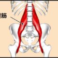 大腰筋の筋トレに後ろ足を意識したランジが効く