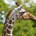 首こりを解消するならドライヤーで首を温める