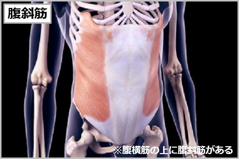腹筋のインナーマッスルは「腹横筋と腹斜筋」