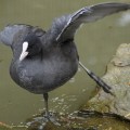 片足スクワットはドローインして3段階が効く