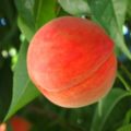 果物アレルギーが連鎖する原因は花粉症にあった