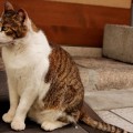 骨盤の歪みは体幹の筋肉バランスの崩れ