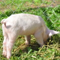 アレルギー症状が少ないペットを飼う家の子ども