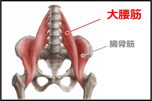 大腰筋トレーニングの基本