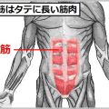 腹直筋はタテに長い筋肉