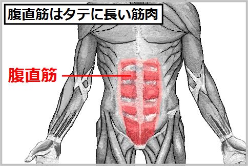腹直筋はタテに長い筋肉