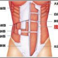腹直筋は鍛えれば鍛えるほど猫背になってしまう
