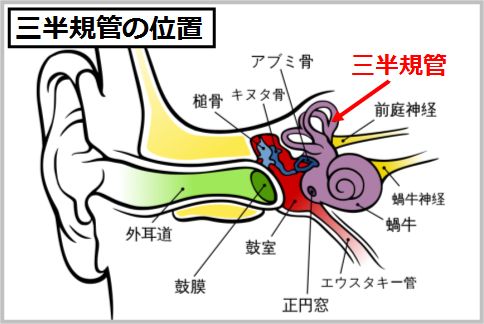 三半規管を鍛えるならバランスボールに座るだけ