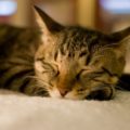 レプチンを増やすには8時間以上の睡眠が効果的