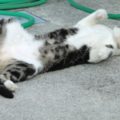 ふくらはぎがつるのは仰向けに寝ることが原因