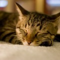 よく眠れる方法！毛布はかけ布団の上にかける
