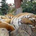 筋トレ後の睡眠不足は筋肉の分解を促してしまう