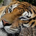 眠気覚ましの方法は43度の2分シャワーが効く