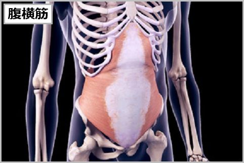 腹筋のインナーマッスルは「腹横筋と腹斜筋」